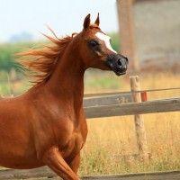 Our Arabian Horses